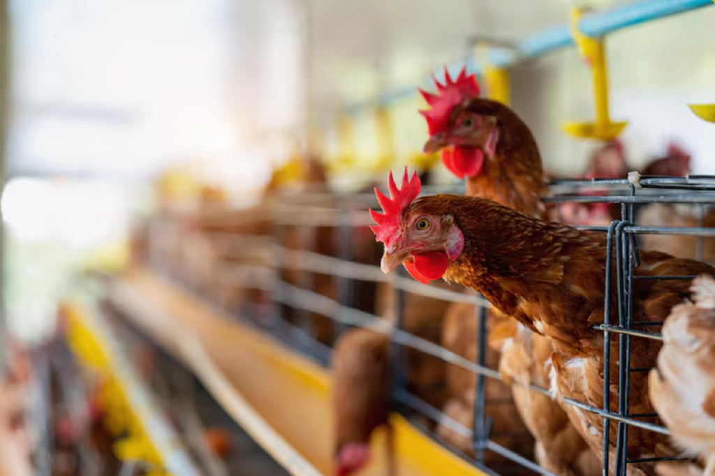 Trade Restrictions Imposed in World’s top Chicken Exporter Brazil, due to Bird Flu Outbreak. Trade Restrictions Imposed in Brazil, due to Bird Flu Outbreak